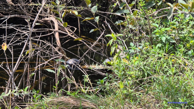 Everglades2025-02-13_024