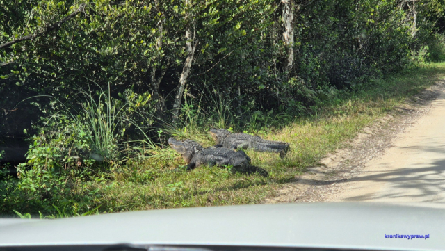 Everglades2025-02-13_025