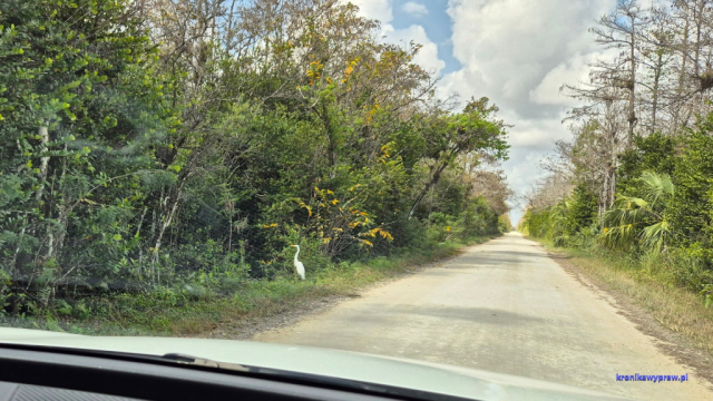 Everglades2025-02-13_026