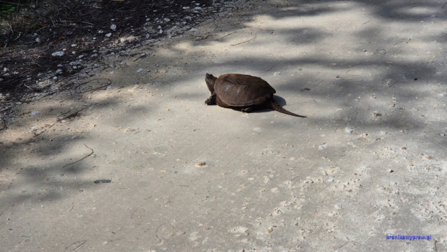 Everglades2025-02-13_028
