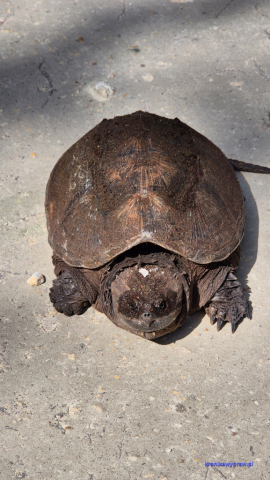 Everglades2025-02-13_029