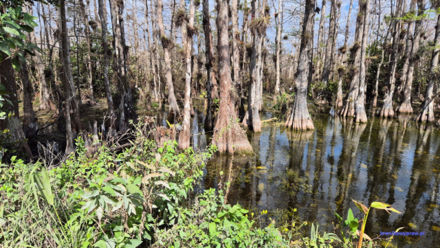 Everglades2025-02-13_030