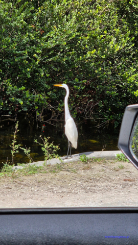 Everglades2025-02-13_032