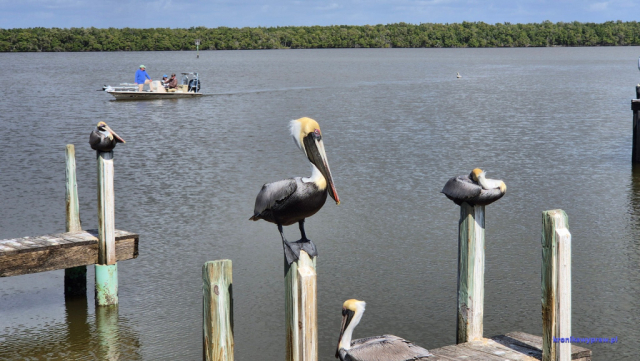 Everglades2025-02-13_044
