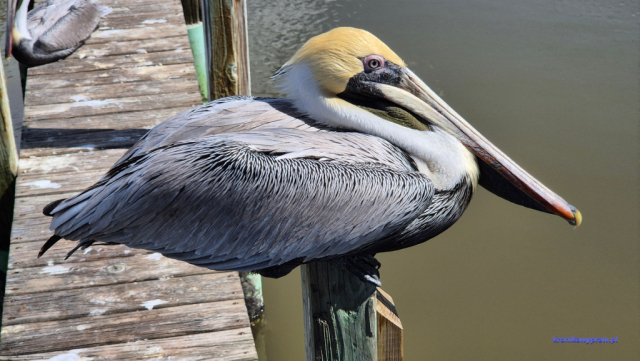 Everglades2025-02-13_045