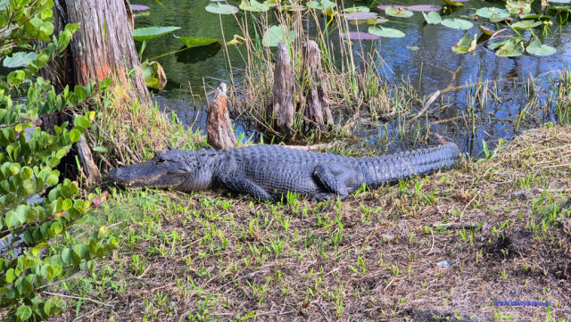 Everglades20250213_102441