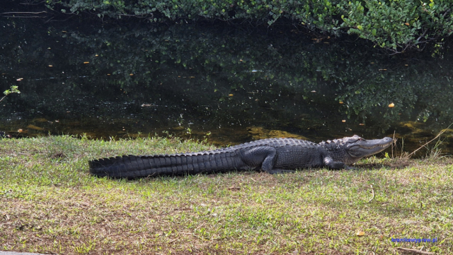 Everglades20250213_103226