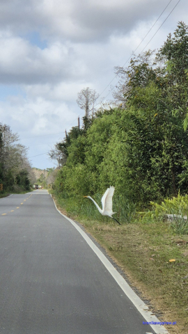 Everglades20250213_105429