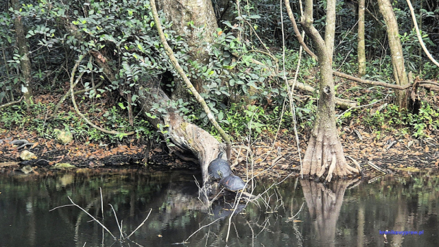 Everglades20250213_110705