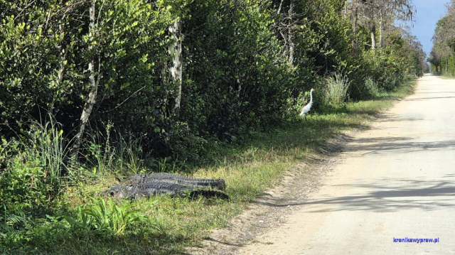 Everglades20250213_113001