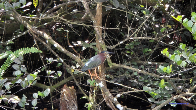 Everglades20250213_113037