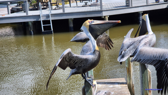 Everglades20250213_131453