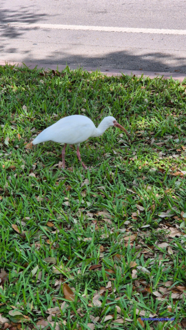 Key Biscayne2025-02-22_013
