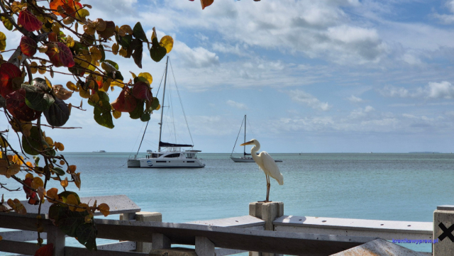 Key Biscayne2025-02-22_036