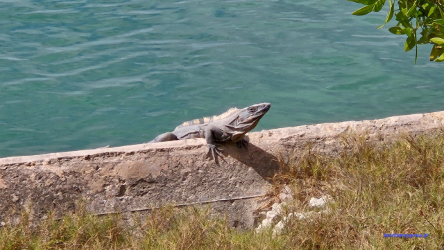 Key Biscayne2025-02-22_040