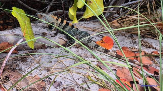 Key Biscayne2025-02-22_078