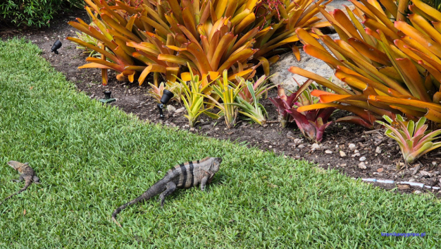 Key Biscayne2025-02-22_089