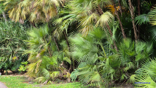 Key Biscayne2025-02-22_097