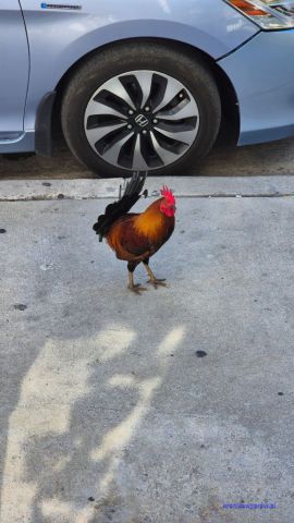 Key West2025-02-12_147