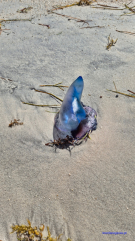 Key West20250212_141917