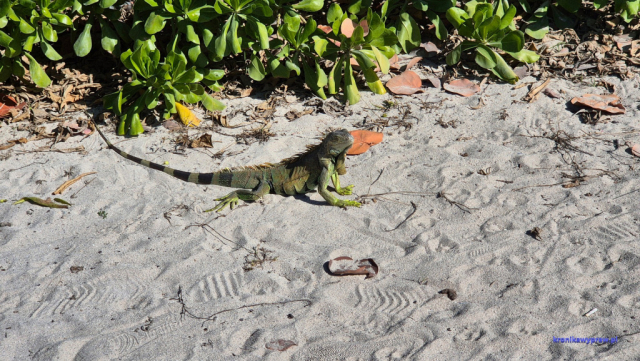 MiamiBeach2025-02-10_047