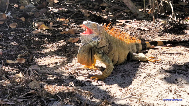 MiamiBeach2025-02-10_047a