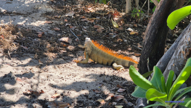 MiamiBeach2025-02-14_076